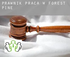 Prawnik praca w  Forest Pine