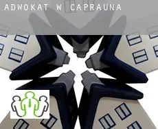 Adwokat w  Caprauna