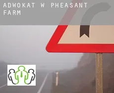 Adwokat w  Pheasant Farm