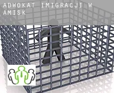 Adwokat imigracji w  Amisk