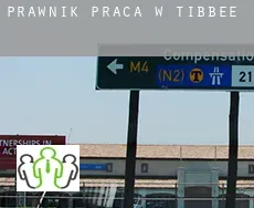 Prawnik praca w  Tibbee
