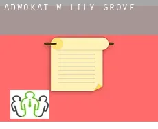 Adwokat w  Lily Grove